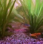 Vis GRATIS: 1 zebra danio., Dieren en Toebehoren, Vissen | Aquariumvissen, Vis, Zoetwatervis, Schoolvis