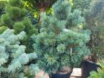 Pinus flexilis pygmea, Tuin en Terras, Planten | Bomen, Ophalen, Volle zon, Overige soorten