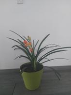 Clivia kamerplant, Huis en Inrichting, Overige soorten, Minder dan 100 cm, Halfschaduw, In pot