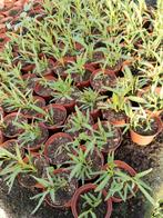Surinaamse Kangkong planten 1,25 per pot. Zie foto, Ophalen of Verzenden, Zomer, Volle zon