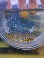 L 236 sy, Dieren en Toebehoren, Vis, Zoetwatervis