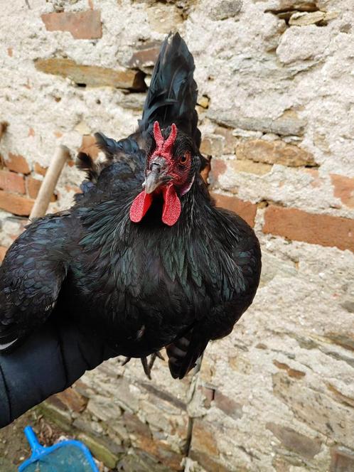Ik verkoop broedeieren van La Fleche-kippen, Dieren en Toebehoren, Pluimvee, Overige soorten, Geslacht onbekend