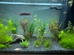 Juwel aquarium inclusief vissen en toebehoren, Dieren en Toebehoren, Vissen | Aquaria en Toebehoren, Ophalen, Gebruikt, Gevuld zoetwateraquarium