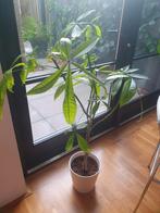 Geldboom met gevlochten stam/ Pachira Auqatica, Huis en Inrichting, Groene kamerplant, Ophalen, Halfschaduw, 100 tot 150 cm