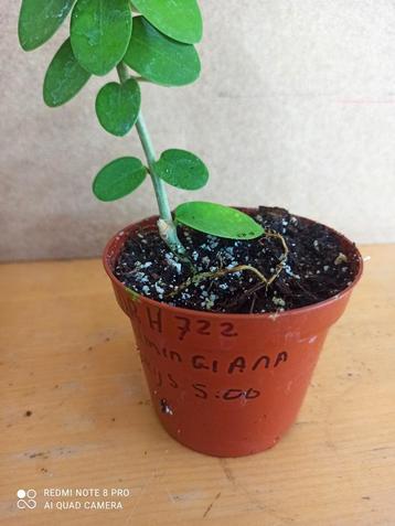 hoya cumingiana pm 8.5 nummer H722 beschikbaar voor biedingen