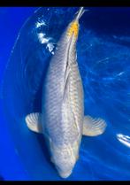 Hariwake 57 cm | koi, Karper of Koi