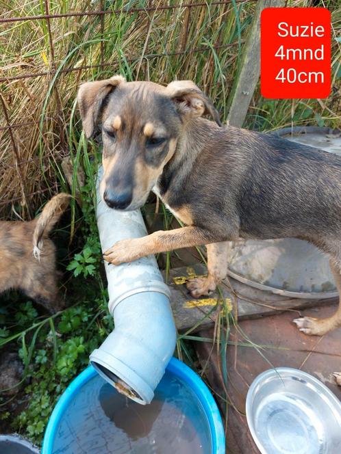 Leuke hondjes ter adoptie!, Dieren en Toebehoren, Honden | Niet-rashonden, Klein, Meerdere dieren, Handelaar, Meerdere, Buitenland