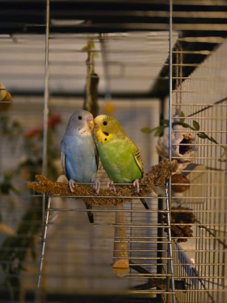 2 grasparkieten ( mannen ), Dieren en Toebehoren, Vogels | Parkieten en Papegaaien, Parkiet, Mannelijk, Tam