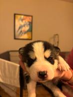 Pomsky husky look 1 reu 💙te koop blauwe ogen 10 nov geb, Dieren en Toebehoren, Parvo, 8 tot 15 weken, Meerdere, Nederland