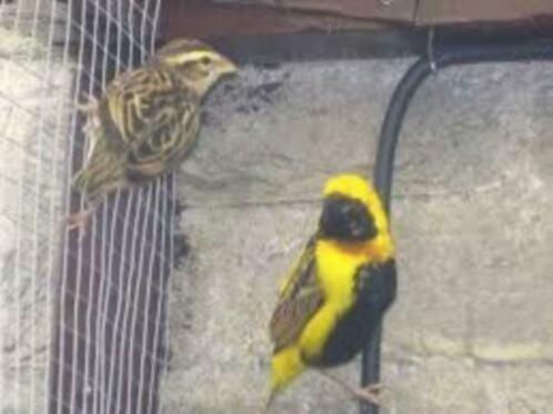 Te koop koppels en losse napoleon wevers / citroenwevers, Dieren en Toebehoren, Vogels | Overige Vogels, Tropenvogel, Meerdere dieren