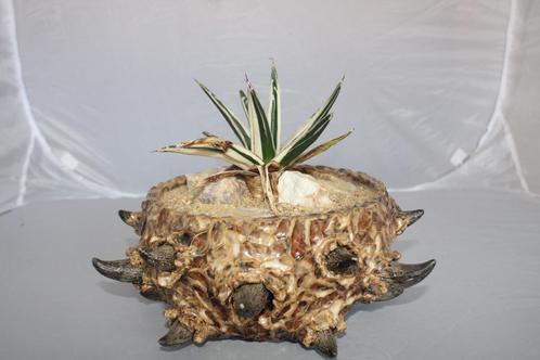 Agave vic reg white rhino, Huis en Inrichting, Kamerplanten, Vetplant, Minder dan 100 cm, Groene kamerplant, Volle zon, In pot