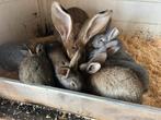 Vlaamse reus x lotharinger, Dieren en Toebehoren, Konijnen