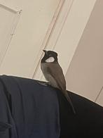 Buulbuul mannetje 2022 / geringd / mooie zang / redelijk tam, Dieren en Toebehoren, Mannelijk, Parkiet, Geringd