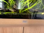 Juwel 120L, Dieren en Toebehoren, Vissen | Aquaria en Toebehoren, Ophalen