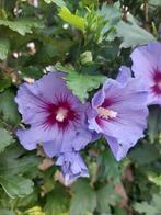 Hibiscus struik/vaste plant: 12 stekjes. Per stuk €2,50, Ophalen