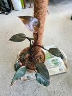 Philodendron pink princess, Ophalen, Overige soorten, Halfschaduw, Minder dan 100 cm