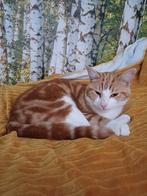 Gratis kater van ruim 1 jaar., Dieren en Toebehoren, Katten en Kittens | Overige Katten, Kater