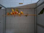 Diverse pyrrhura suncheek/dilute, Dieren en Toebehoren, Vogels | Parkieten en Papegaaien, Meerdere dieren, Parkiet