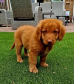 Nova Scotia duck tolling retriever pup Herplaatser, 8 tot 15 weken, CDV (hondenziekte), Eén hond, Nederland