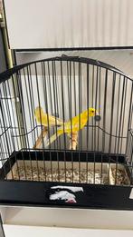 Koppel raza espanol lipochroom, Dieren en Toebehoren, Vogels | Kanaries, Postuurkanarie