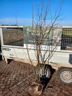 Zeer mooie krentenbomen, Amelanchier €200 cm €75, Meerdere dieren