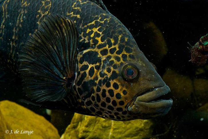 1x midden amerikaanse cichlide 20cm te koop wordt groot, Dieren en Toebehoren, Vissen | Aquariumvissen, Zoetwatervis, Vis