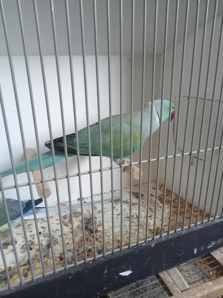 Mooi koppel halsbanden, Dieren en Toebehoren, Vogels | Parkieten en Papegaaien, Parkiet, Meerdere dieren