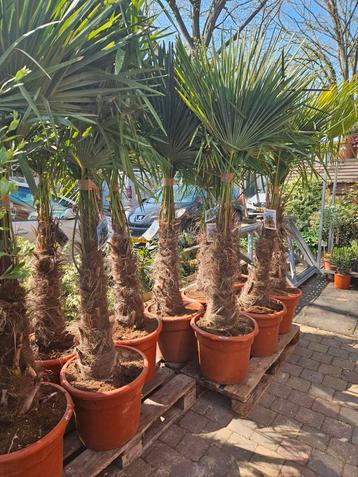Palmbomen stam 70cm - 200cm hoog - 170 euro beschikbaar voor biedingen