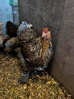 Leuk brahma clubje, Dieren en Toebehoren, Pluimvee, Meerdere dieren, Kip