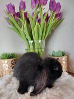 Franse hangoor Ram, Dieren en Toebehoren, Konijnen, Mannelijk, Groot, Hangoor, 0 tot 2 jaar