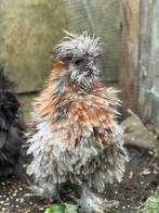 Practige zijdehoen usa gladverig krul met hen, Vrouwelijk, Kip