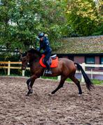 Super lief en getalenteerd 6 jarig springpaard te koop!, Dieren en Toebehoren, Paarden, Springpaard, Gechipt, Ruin, 3 tot 6 jaar