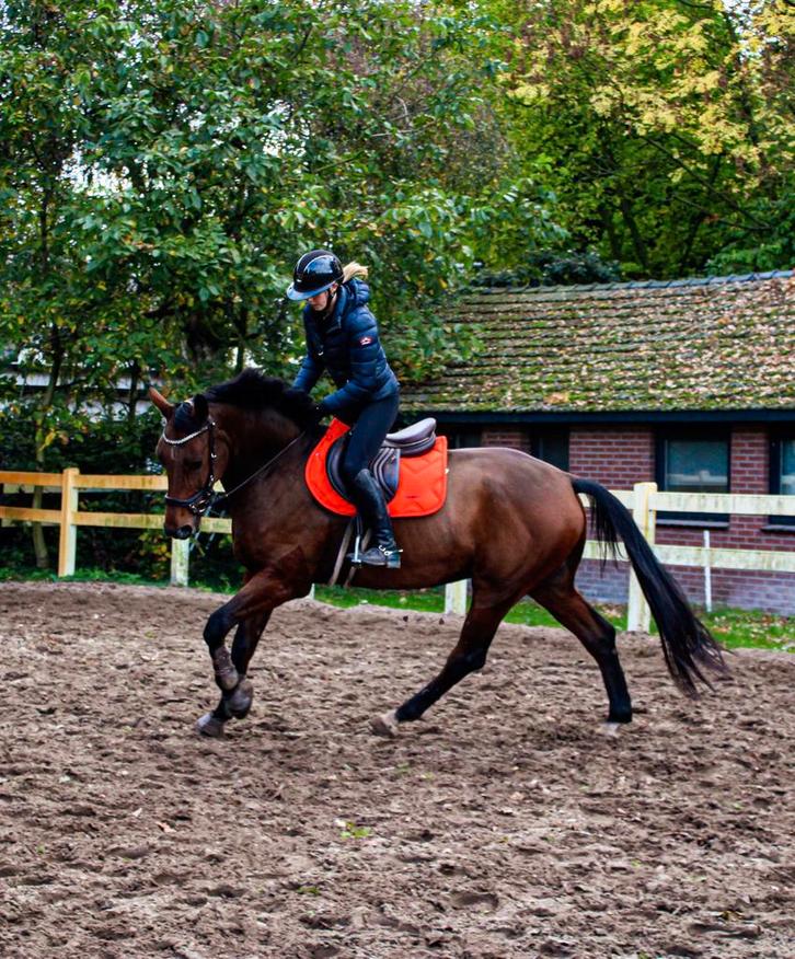 Super lief en getalenteerd 6 jarig springpaard te koop!, Dieren en Toebehoren, Paarden, Ruin, L, 165 tot 170 cm, 3 tot 6 jaar