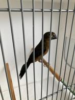 Twa twa jongman 2024 (ZIE MIJN BESCHRIJVING), Dieren en Toebehoren, Meerdere dieren