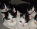 Mooie en lieve kittens zijn klaar om te verhuizen!, Dieren en Toebehoren, Katten en Kittens | Overige Katten, Meerdere dieren
