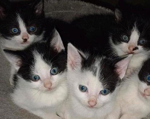 Mooie en lieve kittens zijn klaar om te verhuizen!, Dieren en Toebehoren, Katten en Kittens | Overige Katten, Meerdere dieren
