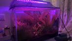 Aquarium Superfish Scaper 60, Dieren en Toebehoren, Ophalen, Gebruikt, Gevuld zoetwateraquarium