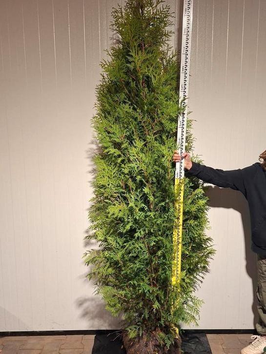 Thuja occ. 'Brabant', Tuin en Terras, Planten | Struiken en Hagen, Conifeer, 100 tot 250 cm, Ophalen