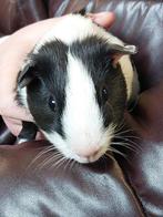 5 cavia beertjes te koop, Dieren en Toebehoren, Knaagdieren, December, Mannelijk, Cavia
