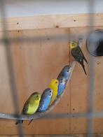 Grasparkieten, Dieren en Toebehoren, Vogels | Parkieten en Papegaaien, Meerdere dieren, Parkiet