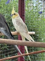 valkparkieten, Meerdere dieren, Parkiet, Geringd