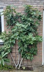 Vijgenboom vijgenstruik, Ophalen