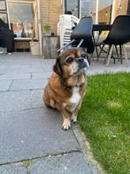 Lieve senior hond zoekt nieuw thuis, Dieren en Toebehoren, Honden | Niet-rashonden, 6 jaar of ouder, Reu, Eén hond, Klein