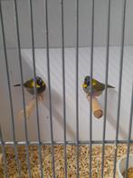 Cuba vinken, Meerdere dieren, Tropenvogel