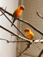 Jong Zonparkieten, Dieren en Toebehoren, Vogels | Parkieten en Papegaaien, Geslacht onbekend, Parkiet, Geringd