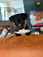 Husky x rottweiler/herder puppy's, 8 tot 15 weken, Groot, Meerdere, Meerdere dieren