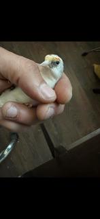 Klein pop scarpati 2025, Dieren en Toebehoren, Vogels | Overige Vogels, Vrouwelijk