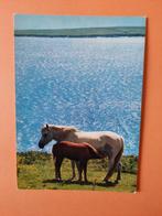 paard kaart poppverlag Iers paard met veulen, Ophalen, 1980 tot heden, Ongelopen, Paard