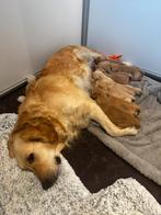 Particuliere golden retriever pups, Golden retriever, België, Particulier, Meerdere