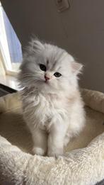 Brits Korthaar kitten, Dieren en Toebehoren, Katten en Kittens | Raskatten | Langhaar, Kater, Ontwormd